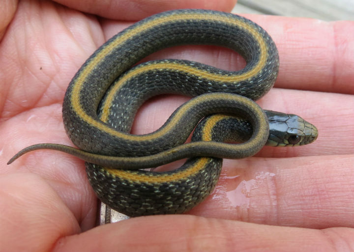 Santa Cruz Garter Snake